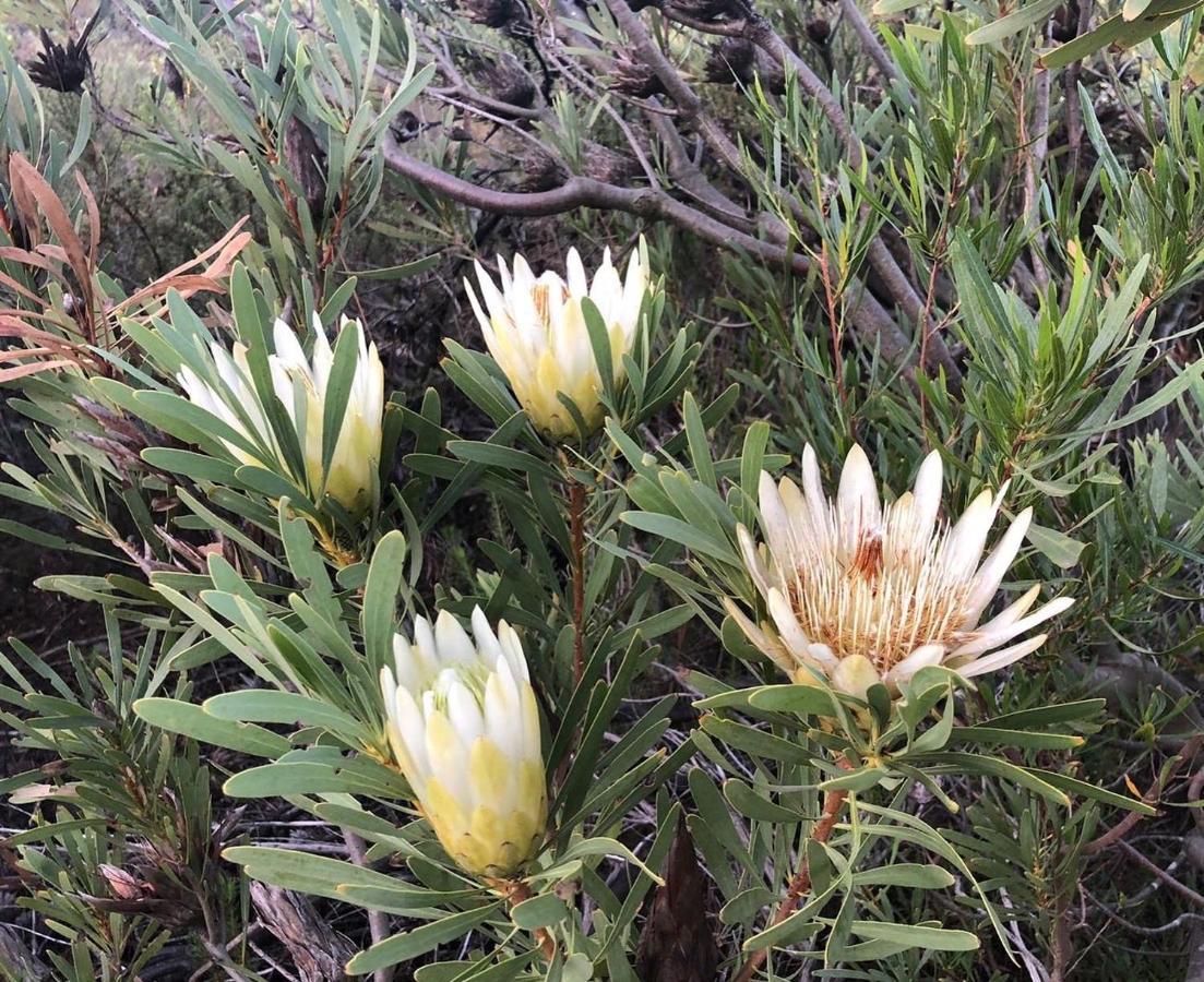 Welbedacht Game & Nature Reserve Tulbagh Bagian luar foto